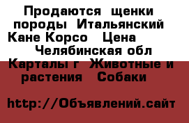 Продаются  щенки  породы  Итальянский  Кане Корсо › Цена ­ 25 000 - Челябинская обл., Карталы г. Животные и растения » Собаки   
